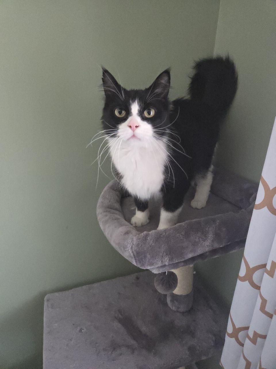 Enlarge Smooshy, an adoptable Domestic Long Hair in Royal Oak, MI image 2/6