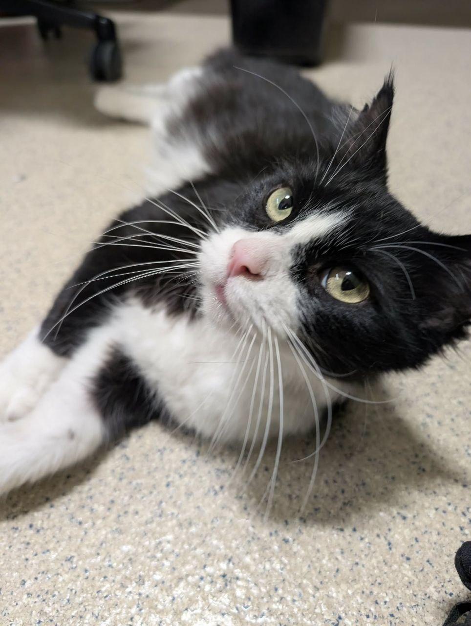 Enlarge Smooshy, an adoptable Domestic Long Hair in Royal Oak, MI image 3/6