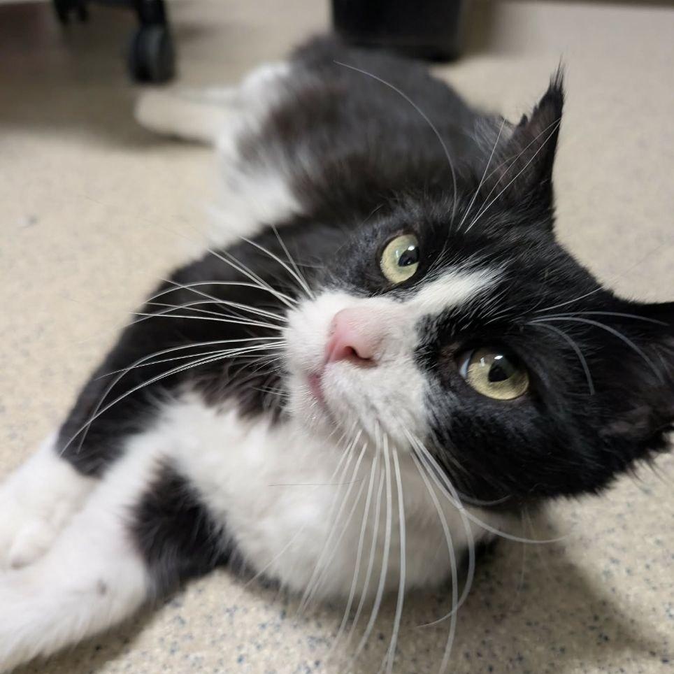 Smooshy, an adoptable Domestic Long Hair in Royal Oak, MI image 1/6