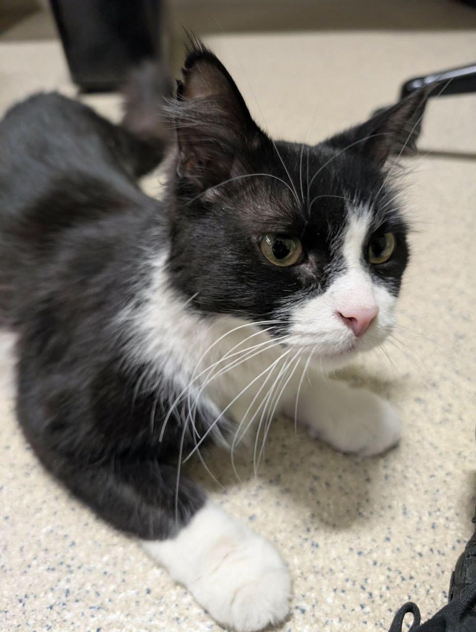 Enlarge Smooshy, an adoptable Domestic Long Hair in Royal Oak, MI image 5/6