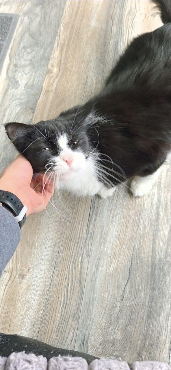 Enlarge Smooshy, an adoptable Domestic Long Hair in Royal Oak, MI image 4/6