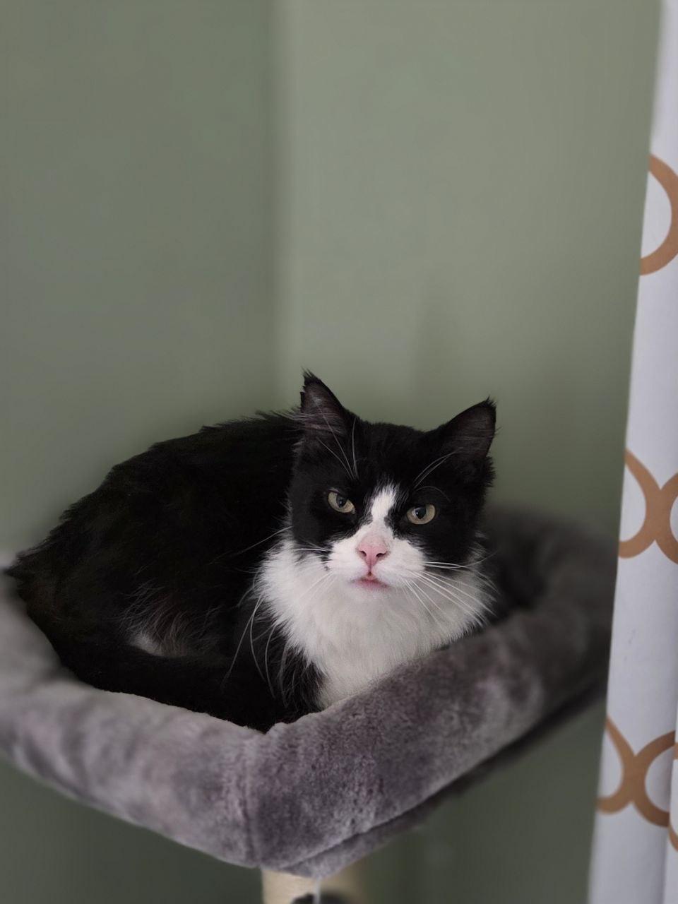Enlarge Smooshy, an adoptable Domestic Long Hair in Royal Oak, MI image 6/6