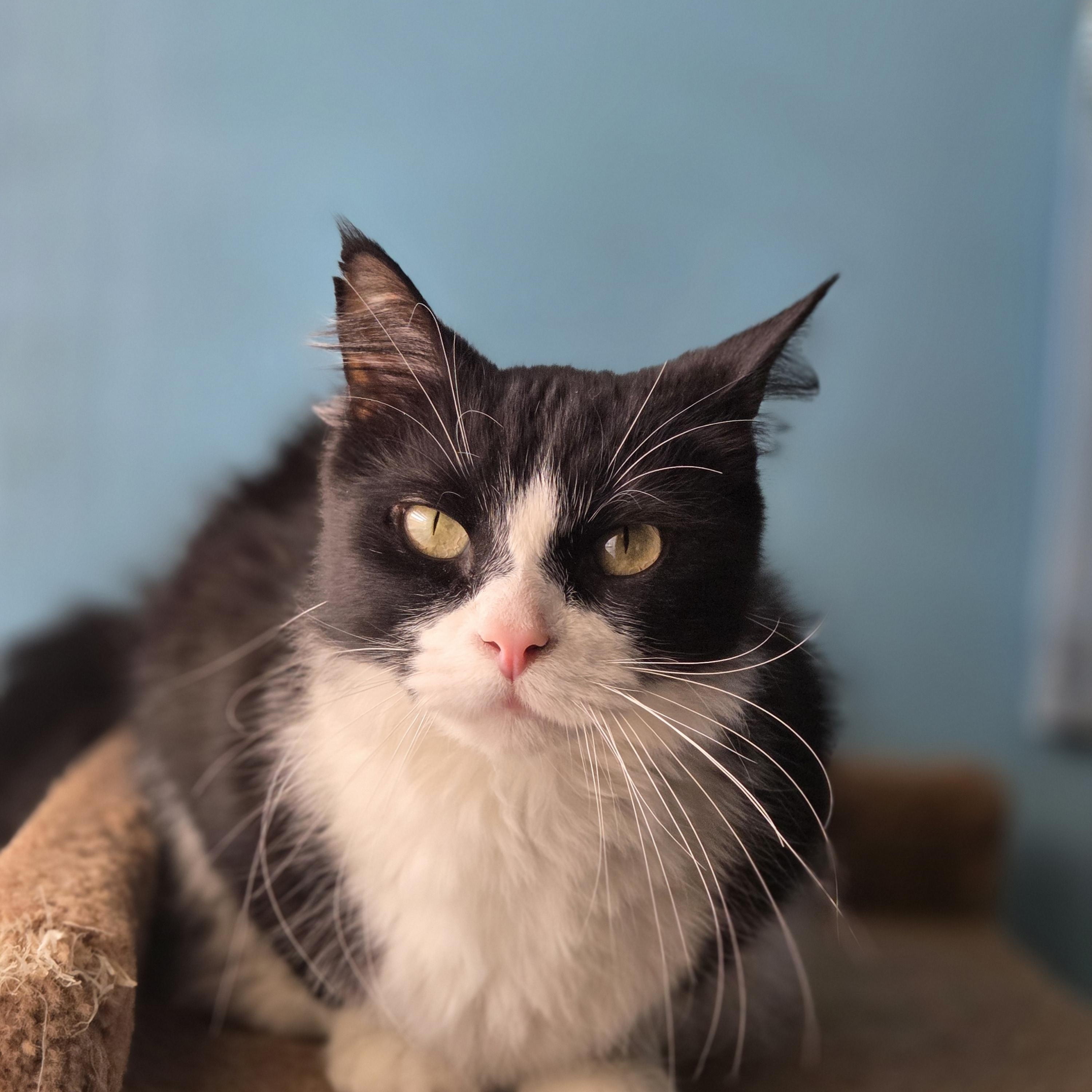 Smooshy, adoptable, Young Male Domestic Long Hair.