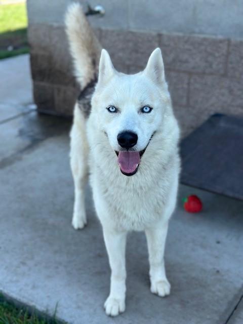 Simon, Adoptable, Adult Male Siberian Husky.