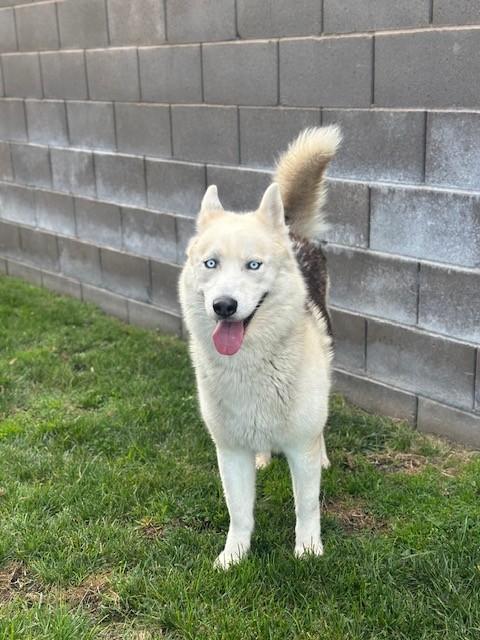 Enlarge Simon, a Adoptable Siberian Husky in Manteca, CA image 3/4