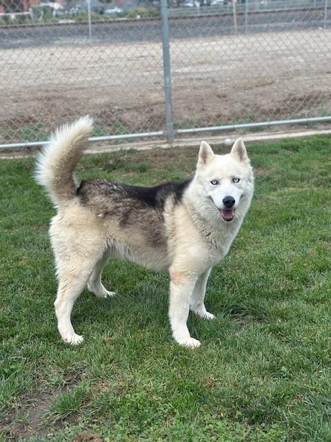 Enlarge Simon, a Adoptable Siberian Husky in Manteca, CA image 4/4
