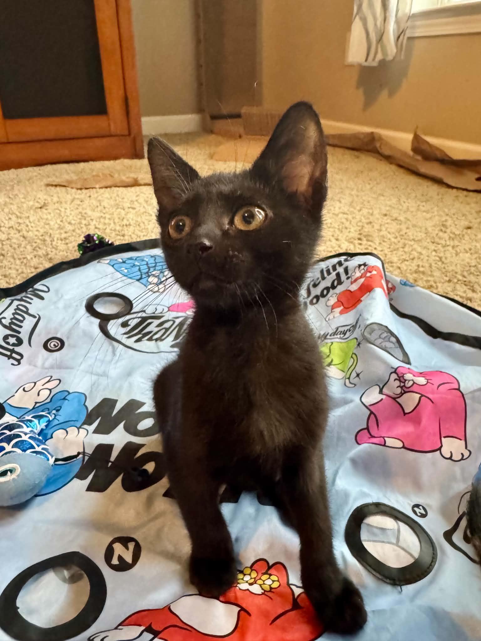 Pogo, an adopted Domestic Short Hair in Jacksonville, FL image 2/2