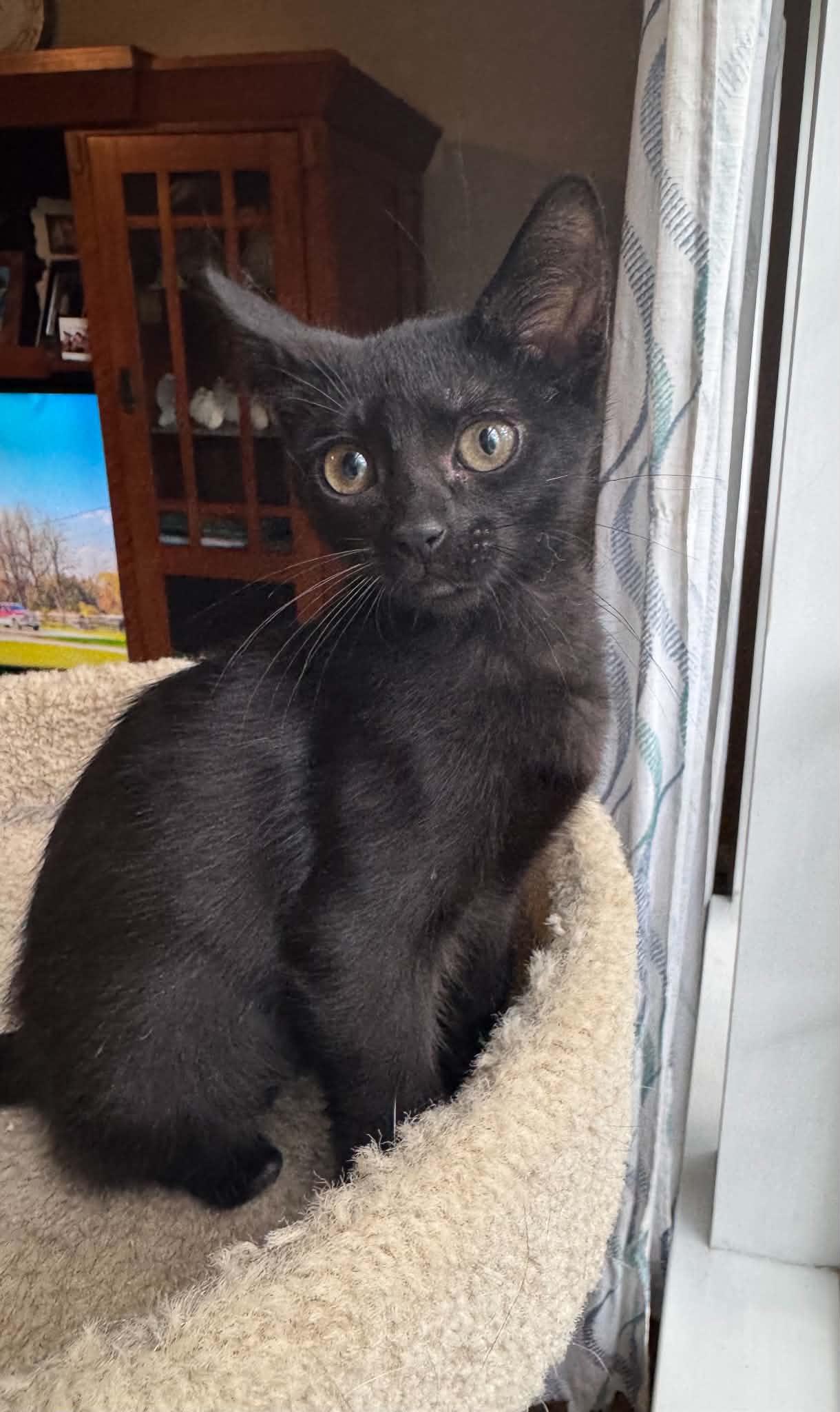 Pogo, adopted, Kitten Female Domestic Short Hair.