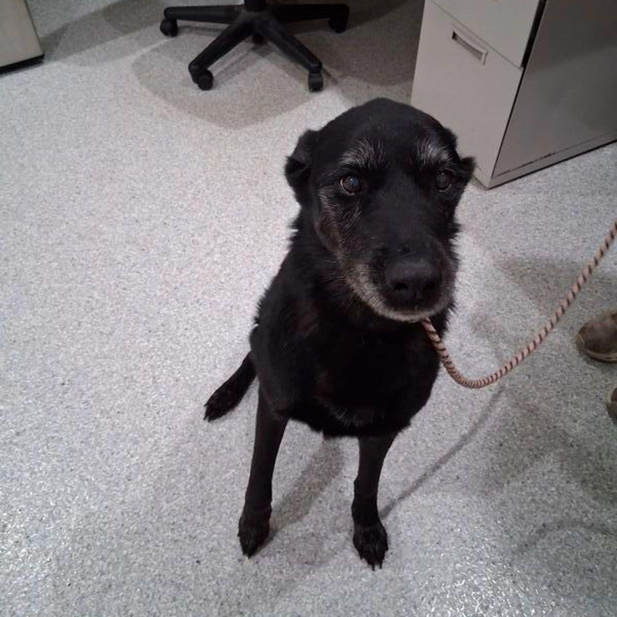 Zuzu, a Adoptable mixed breed in Lake Havasu City, AZ image 2/2