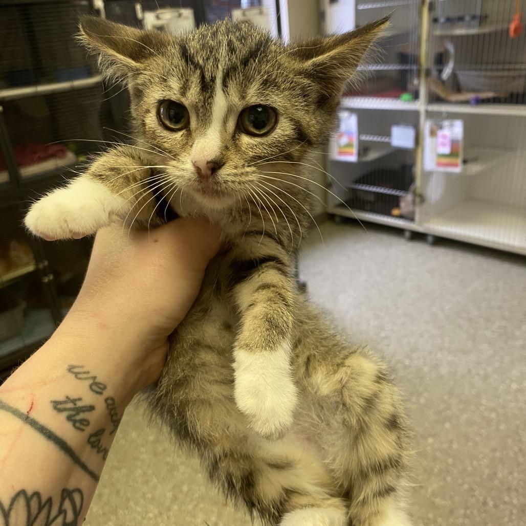 Enlarge Libby, a Adoptable Domestic Short Hair in Norfolk, NE image 1/3