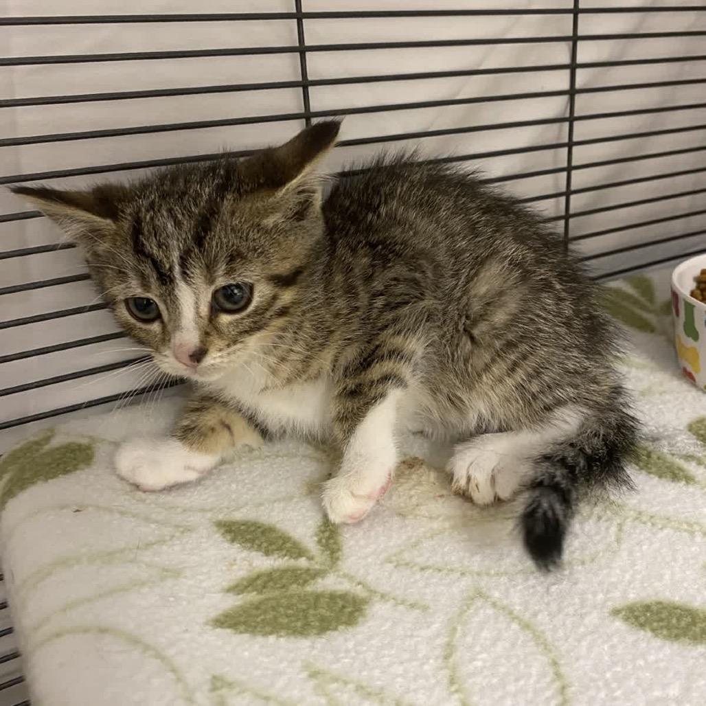Enlarge Libby, a Adoptable Domestic Short Hair in Norfolk, NE image 2/3