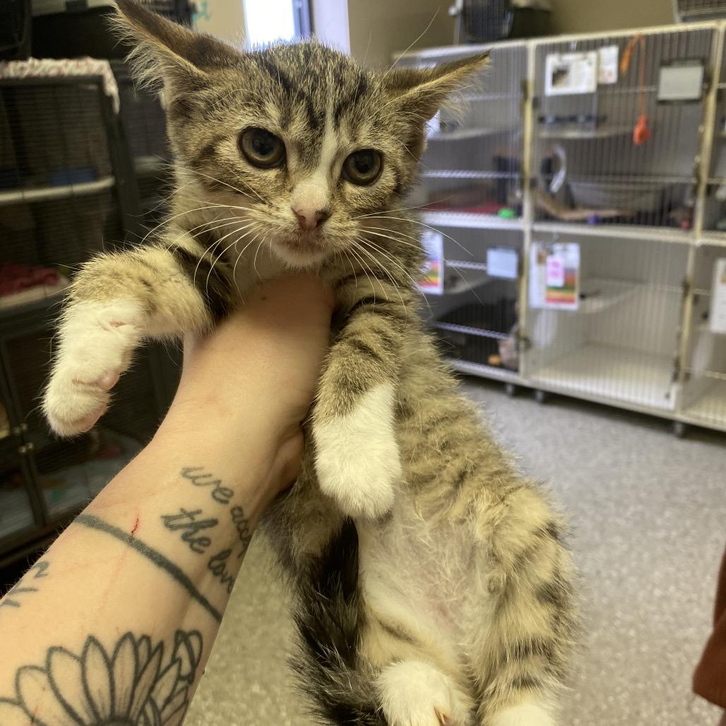 Enlarge Libby, a Adoptable Domestic Short Hair in Norfolk, NE image 3/3
