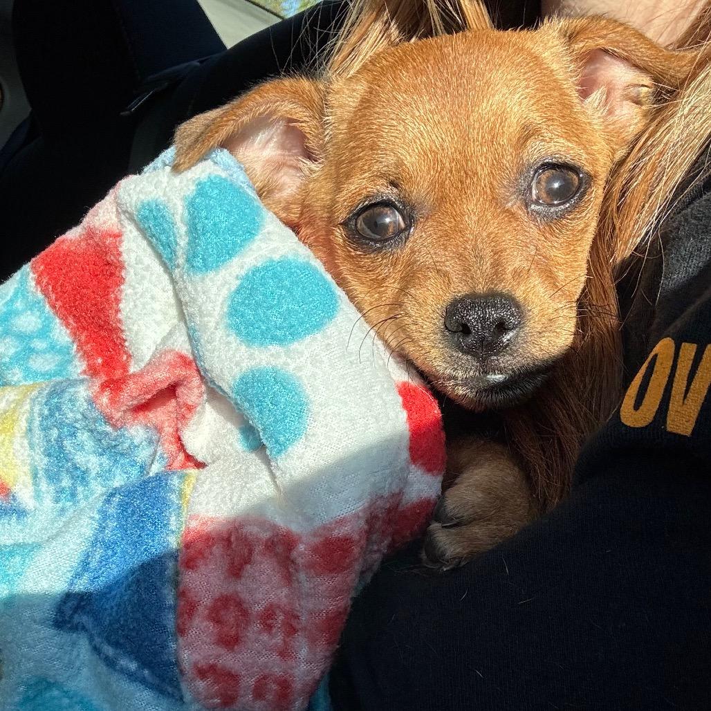 Raven, Adoptable, Puppy Female Chihuahua.