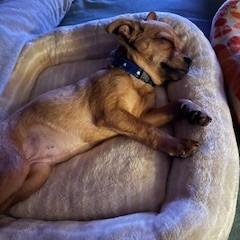 Enlarge Raven, a Adoptable Chihuahua in Buellton, CA image 2/6