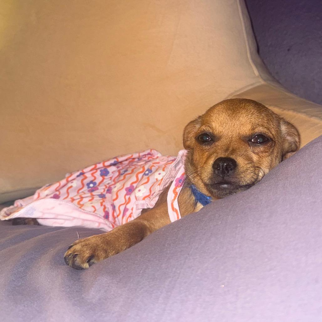 Enlarge Raven, a Adoptable Chihuahua in Buellton, CA image 3/6