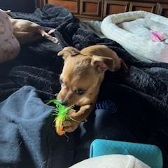 Enlarge Raven, a Adoptable Chihuahua in Buellton, CA image 4/6