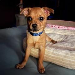 Enlarge Raven, a Adoptable Chihuahua in Buellton, CA image 5/6