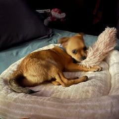 Enlarge Raven, a Adoptable Chihuahua in Buellton, CA image 6/6