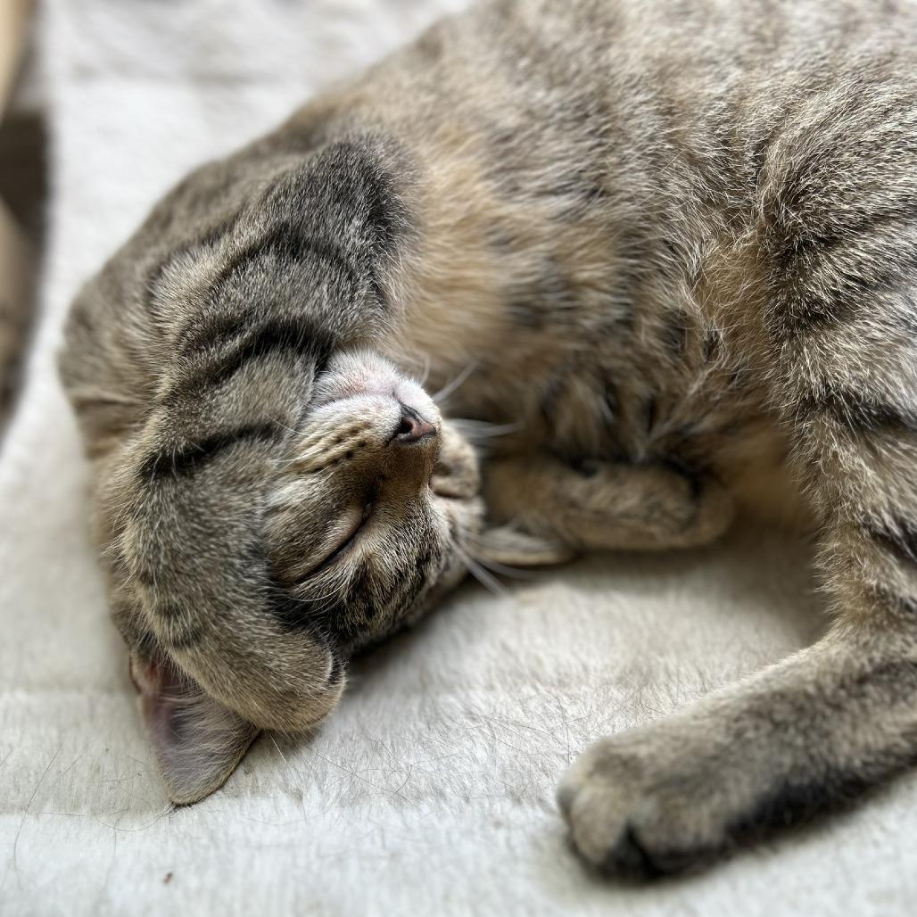 Donut, Adoptable, Kitten Female Domestic Short Hair.