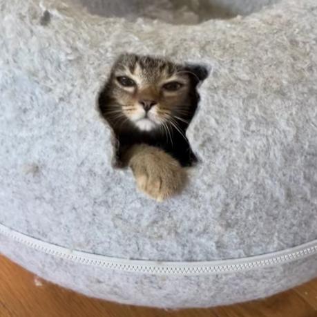 Enlarge Donut, a Adoptable Domestic Short Hair in Charlottesville, VA image 2/5