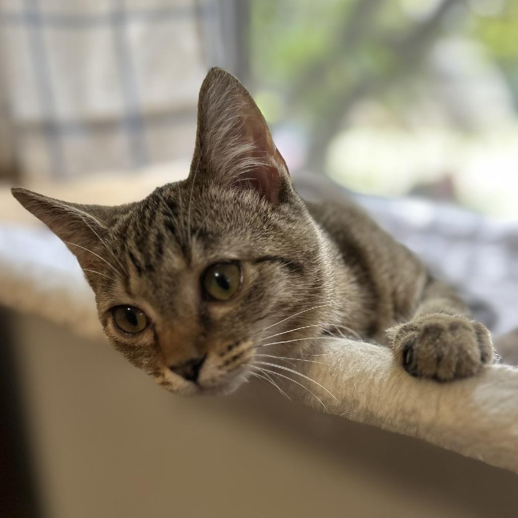 Enlarge Donut, a Adoptable Domestic Short Hair in Charlottesville, VA image 3/5