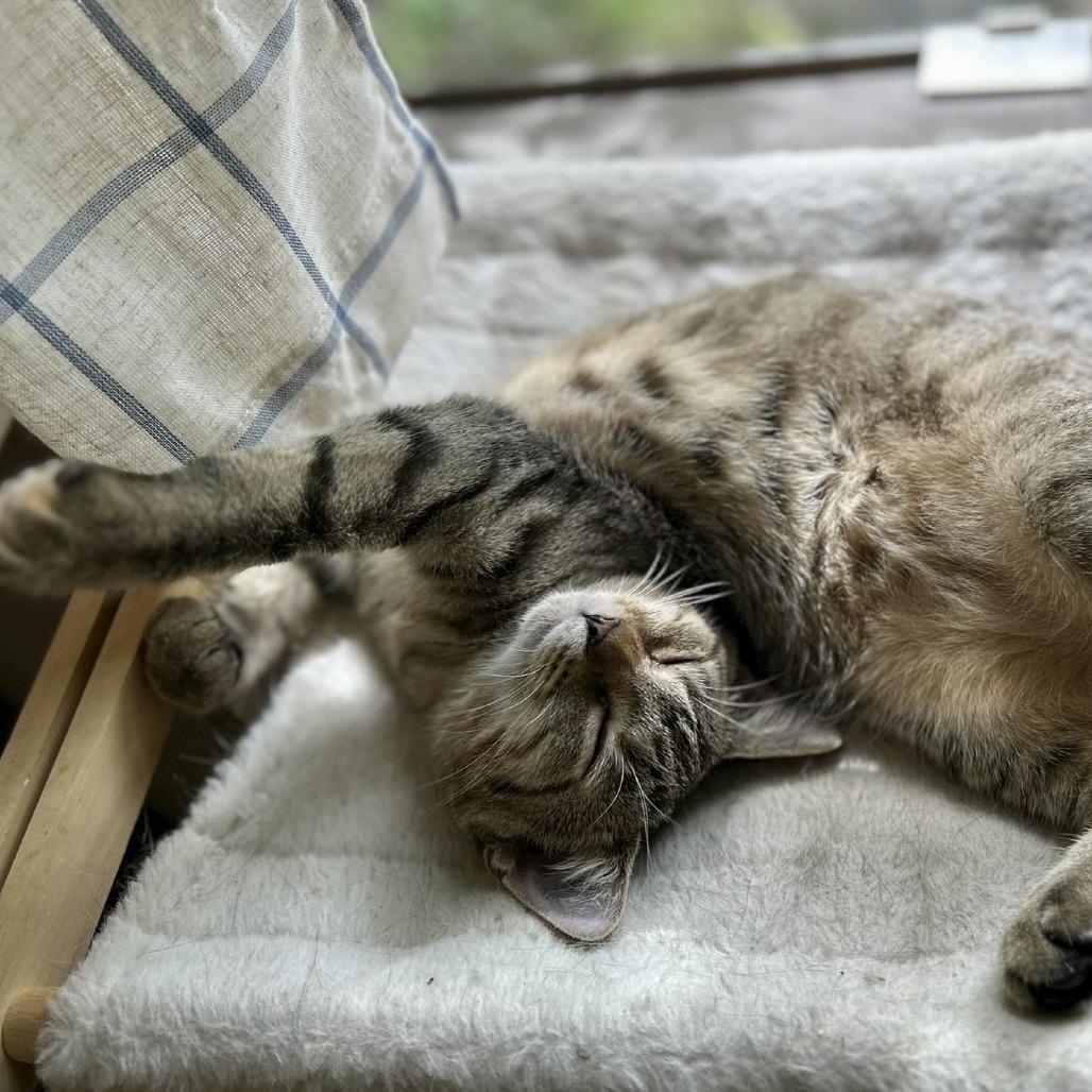 Enlarge Donut, a Adoptable Domestic Short Hair in Charlottesville, VA image 4/5