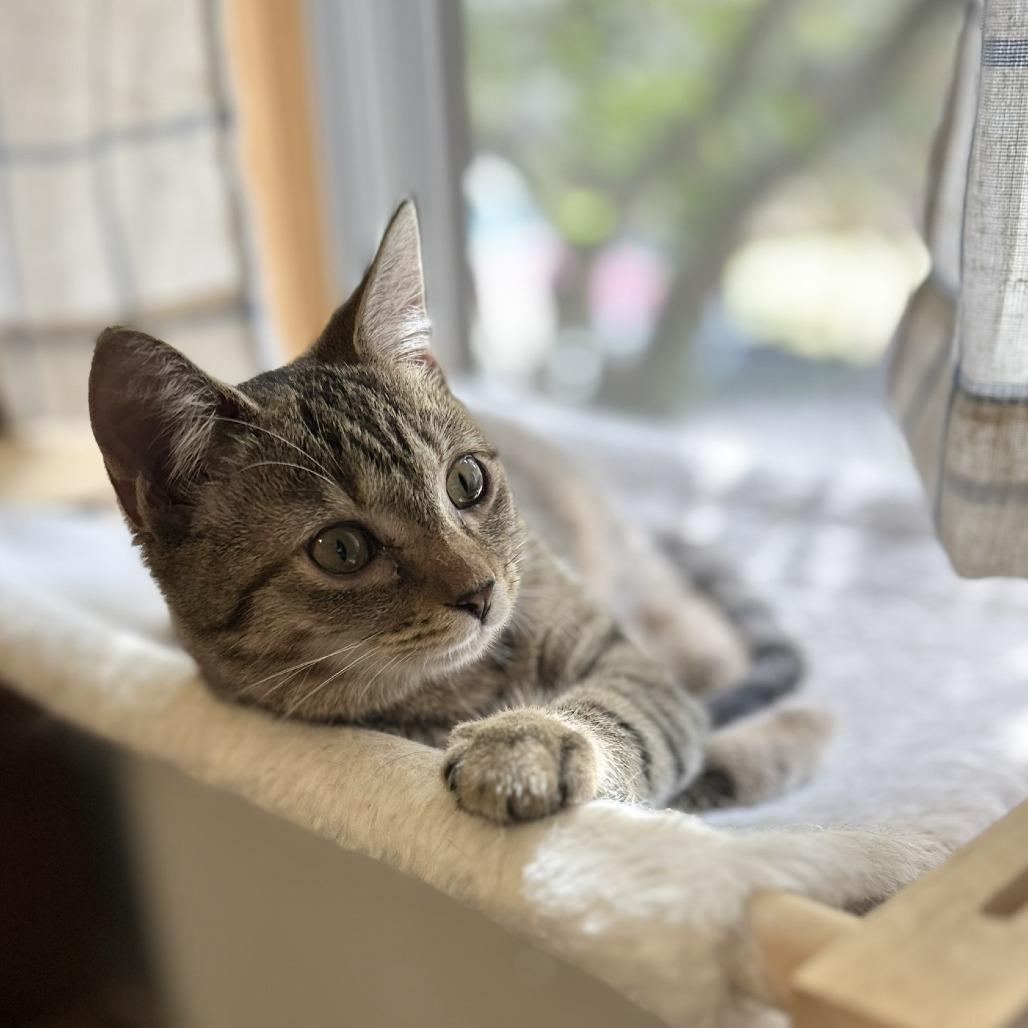 Enlarge Donut, a Adoptable Domestic Short Hair in Charlottesville, VA image 5/5