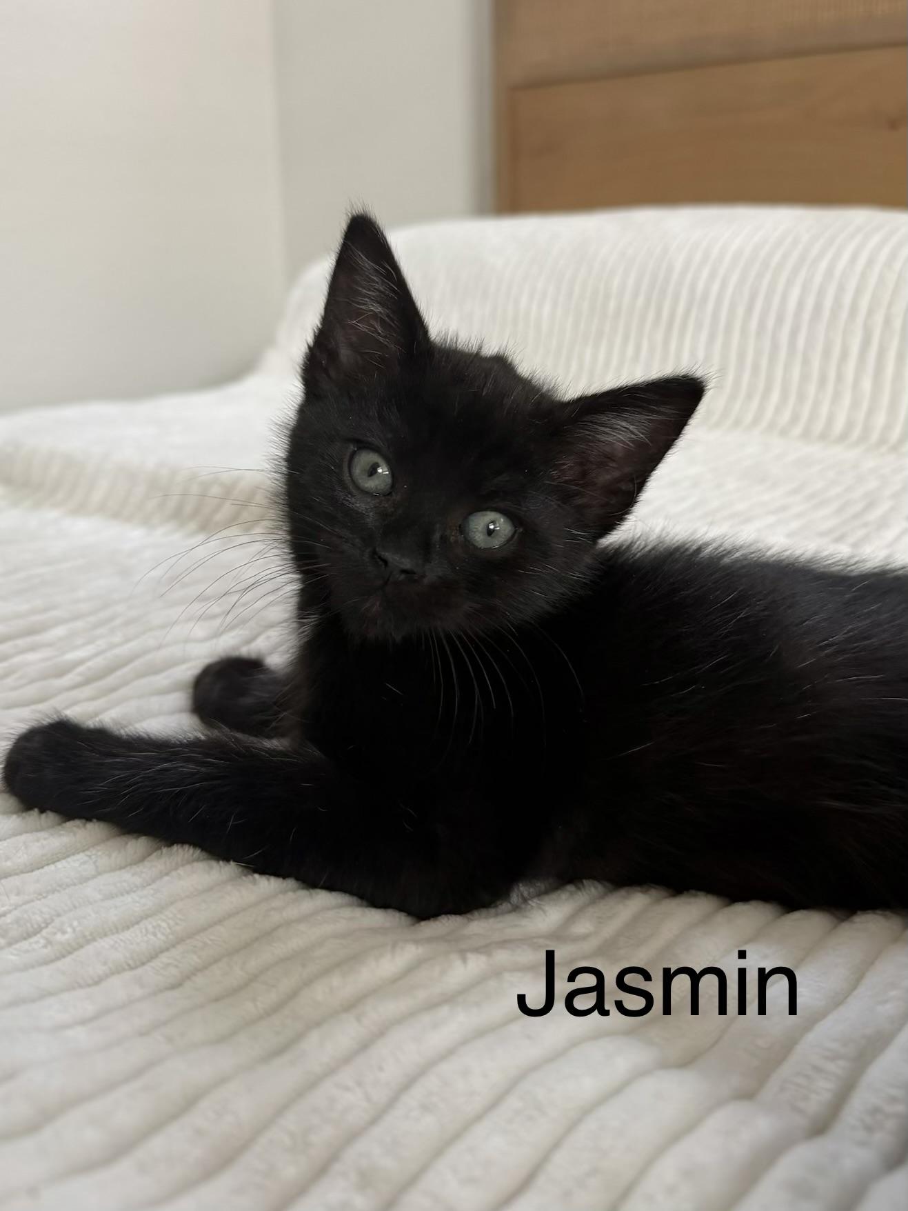 Jasmin, adopted, Kitten Female Domestic Short Hair.