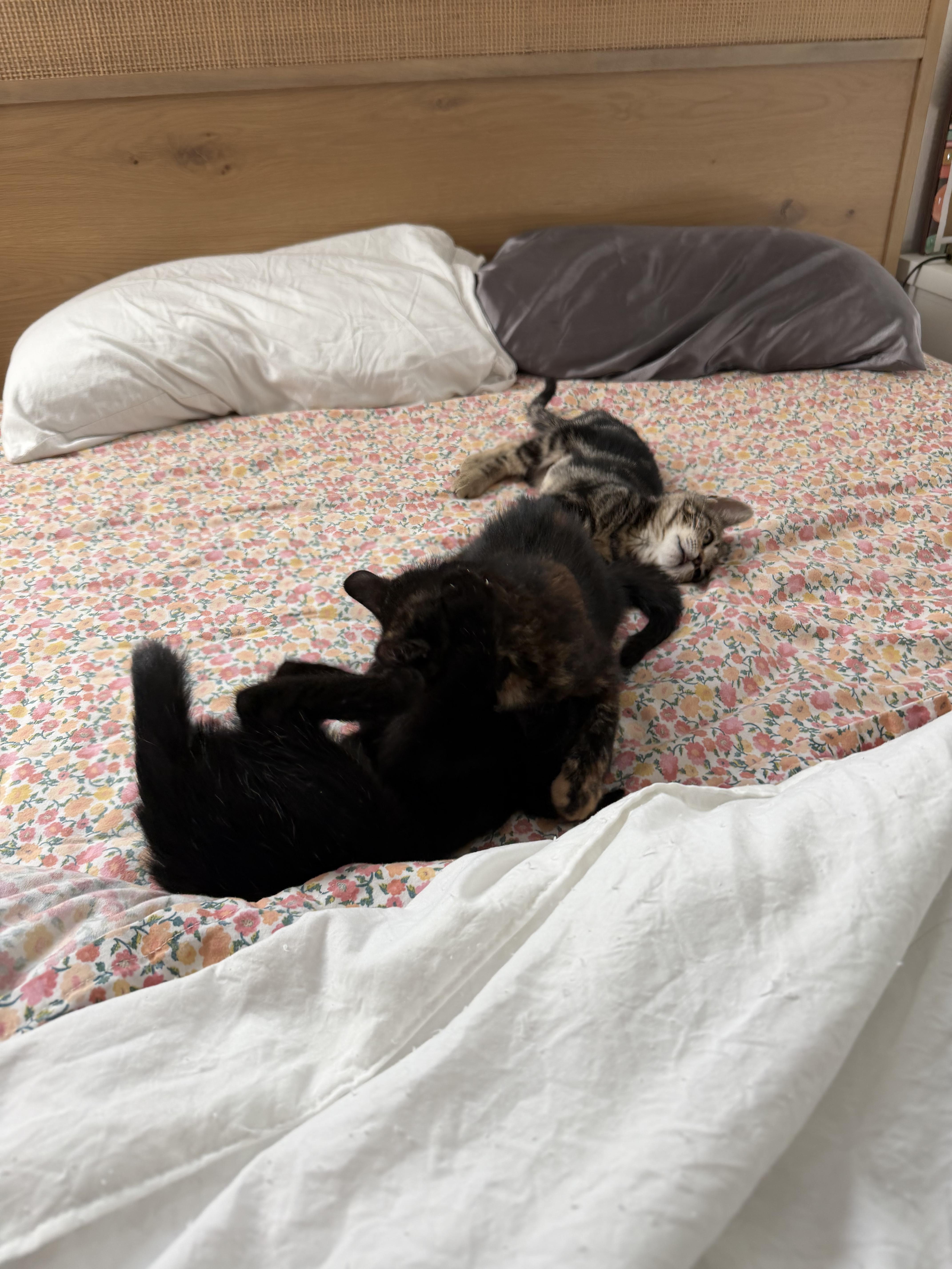 Enlarge Jasmin, an adopted Domestic Short Hair in Oakley, CA image 2/2