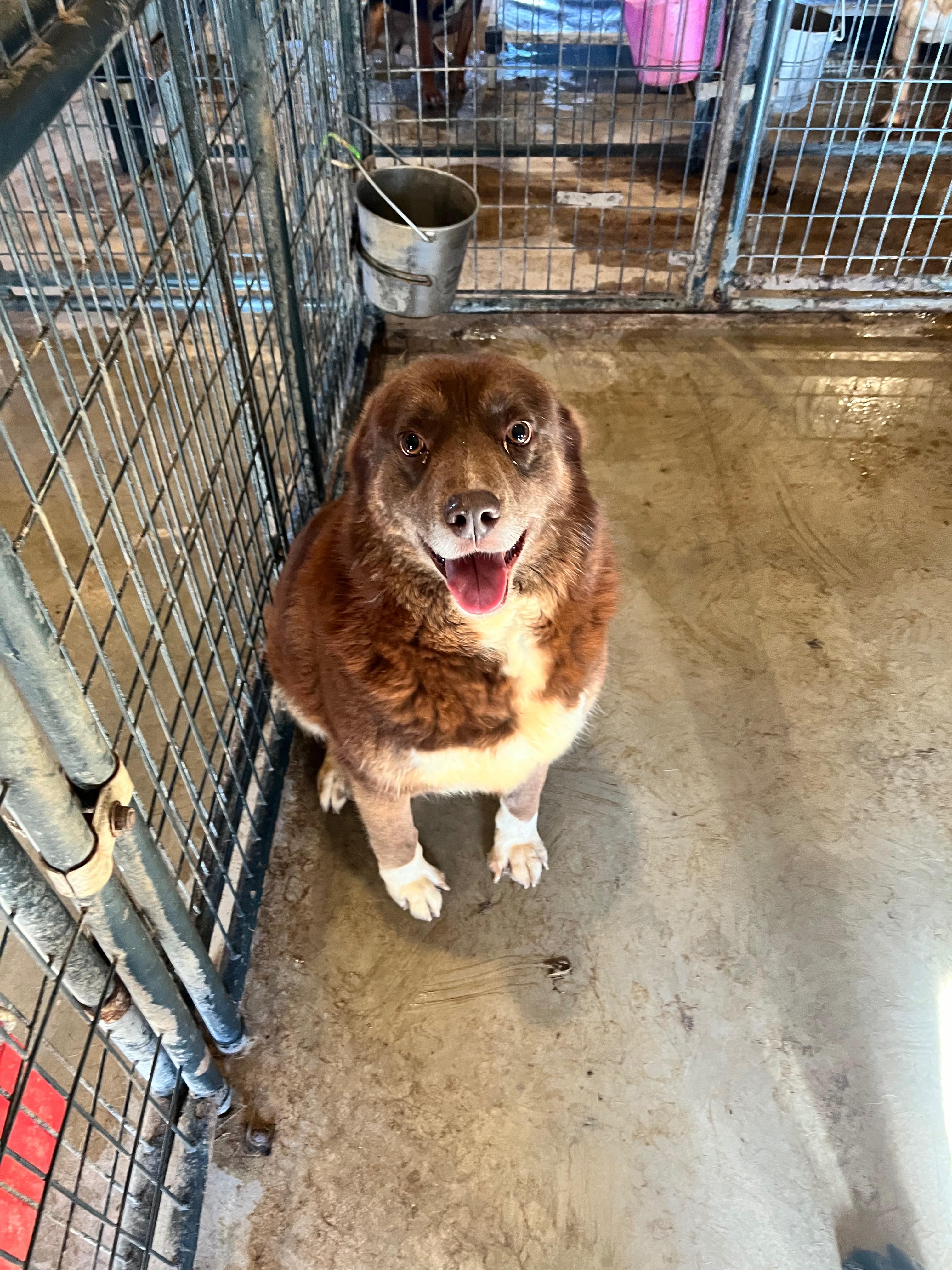 Chewy, a Adoptable mixed breed in Buffalo , NY image 2/2