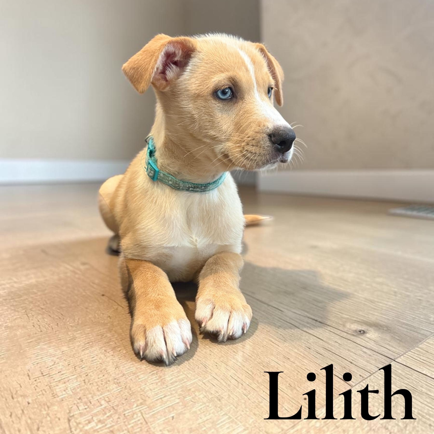 Lilith , an adopted mixed breed in Hatfield, PA image 2/4