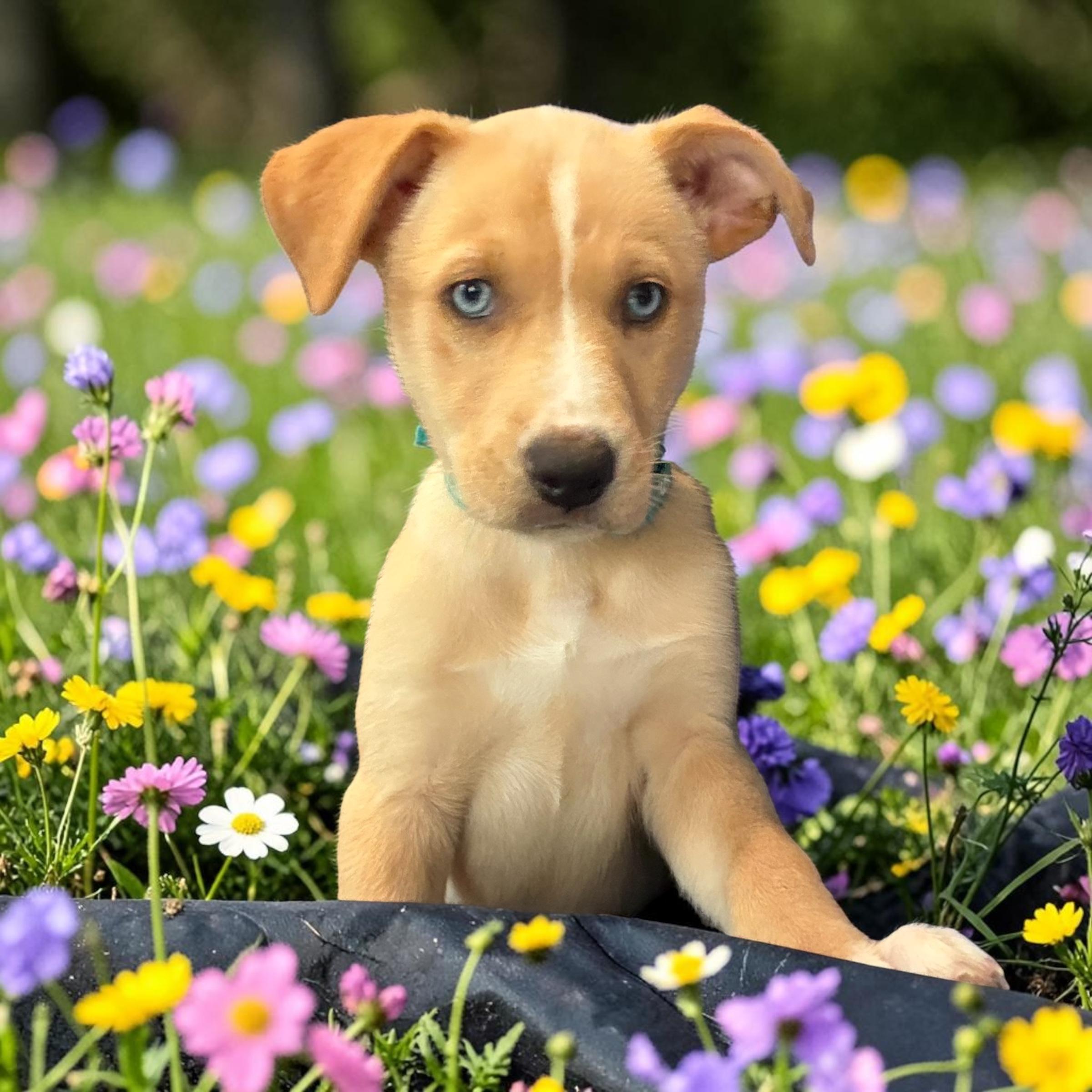 Lilith , an adopted mixed breed in Hatfield, PA image 1/4