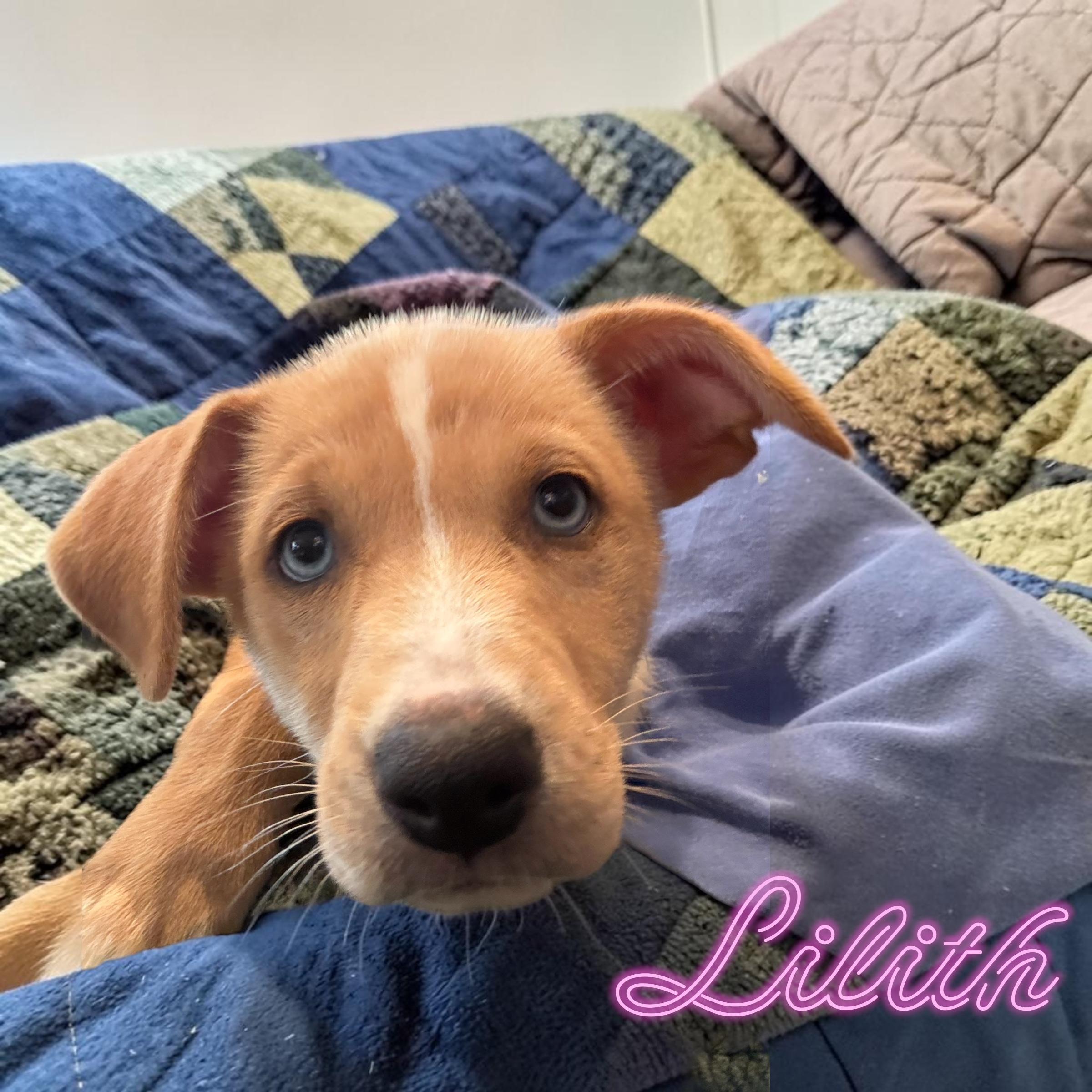 Lilith , an adopted mixed breed in Hatfield, PA image 3/4