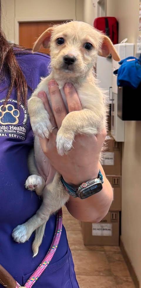 Enlarge Sky, an adopted mixed breed in Wichita Falls, TX image 1/1
