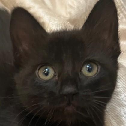 Enlarge Asia, a Adoptable mixed breed in Pleasanton, CA image 1/1