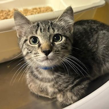 Fezzik, Adoptable, Kitten Male Domestic Short Hair.