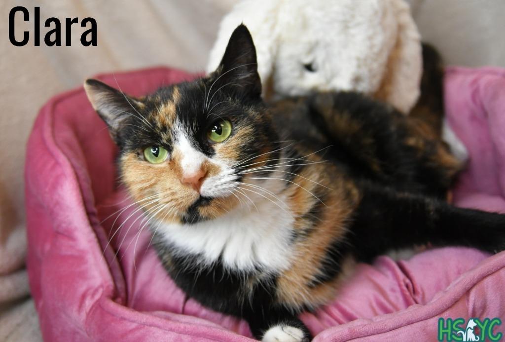Clara, Adoptable, Young Female Domestic Short Hair.