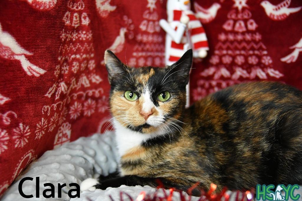 Enlarge Clara, a Adoptable mixed breed in Fort Mill, SC image 2/3