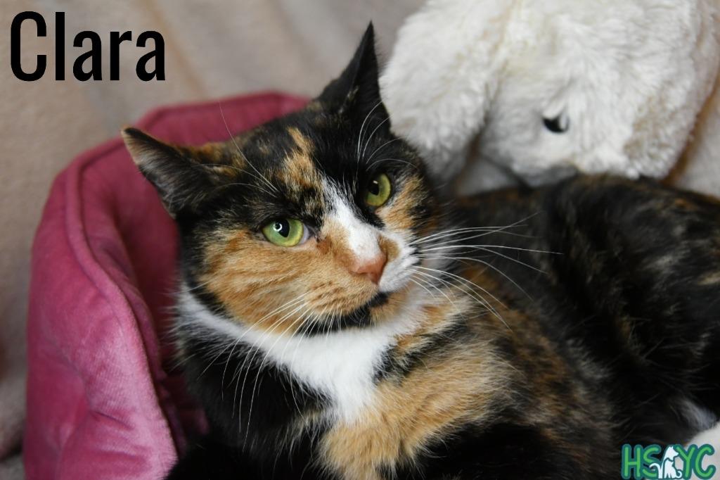 Enlarge Clara, a Adoptable mixed breed in Fort Mill, SC image 3/3