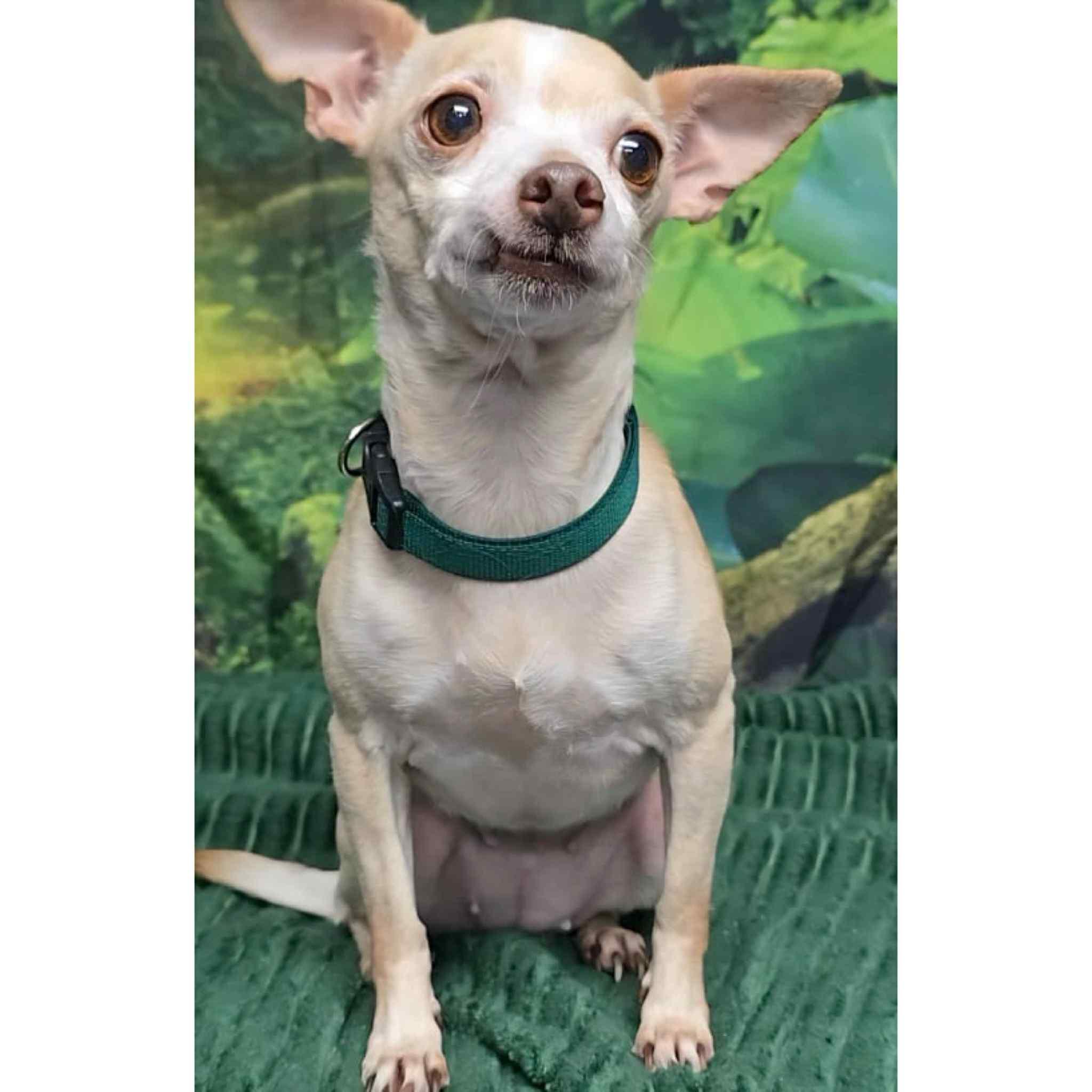 Enlarge Foxy, a Adoptable mixed breed in Boulder, CO image 2/3