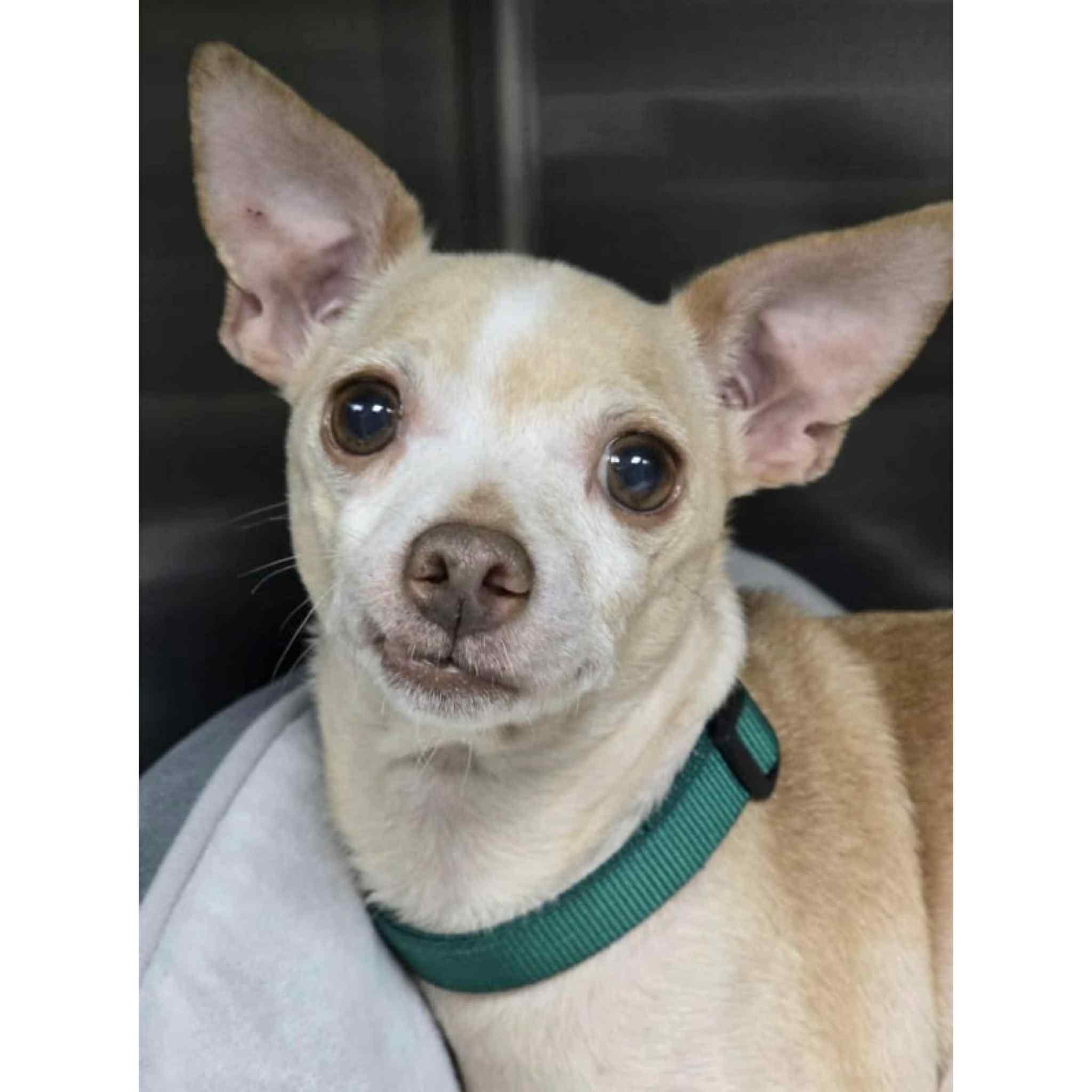 Foxy, Adoptable, Young Female Chihuahua.