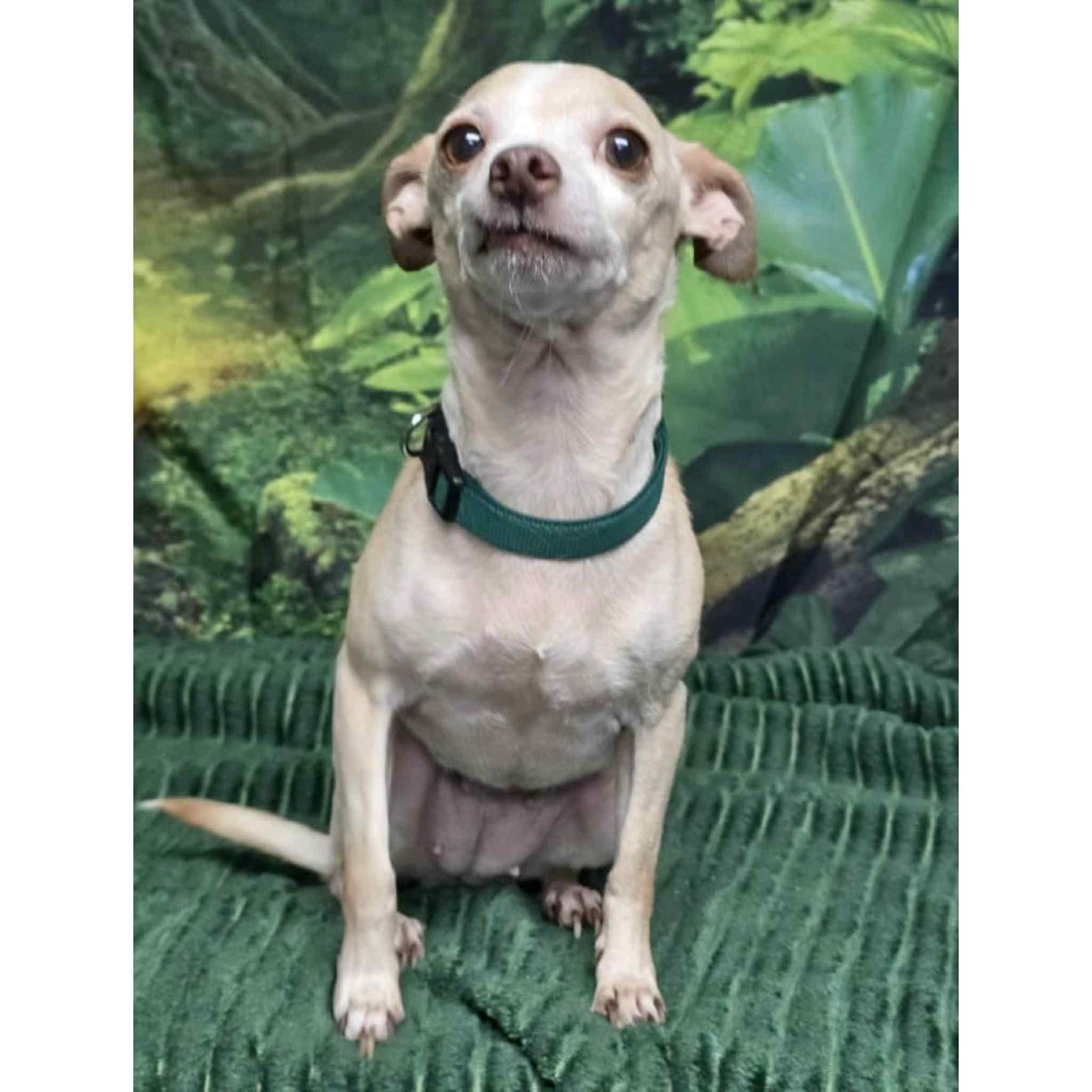 Enlarge Foxy, a Adoptable mixed breed in Boulder, CO image 3/3