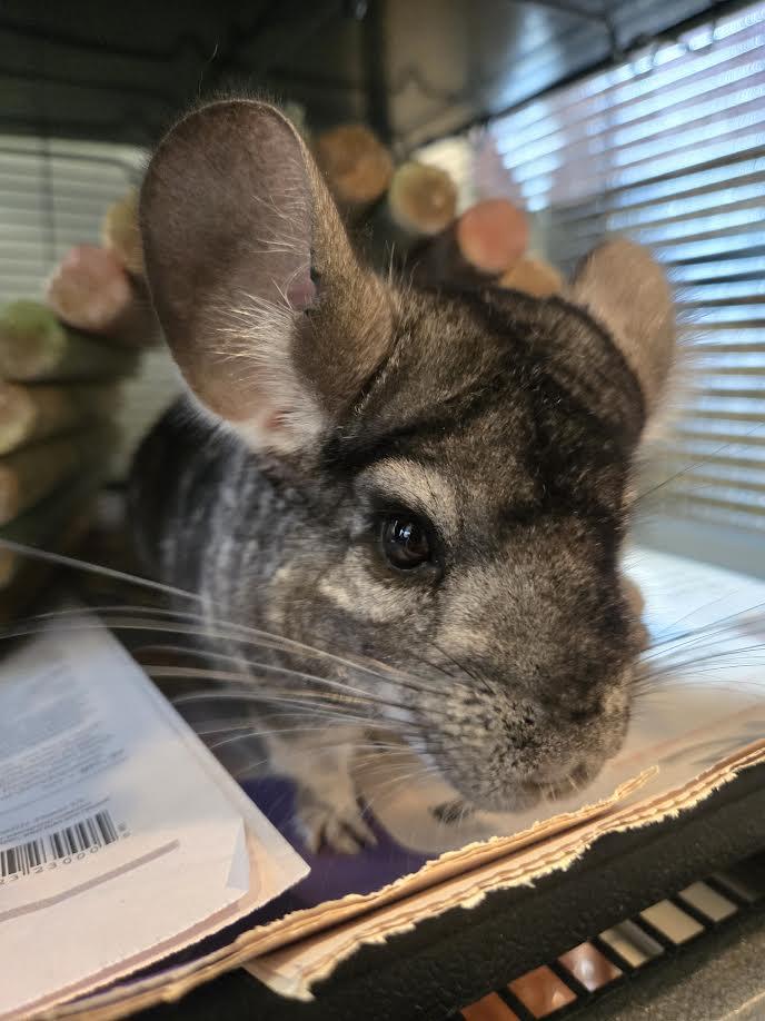 Amadeus, ADOPTABLE, Adult Male Chinchilla.