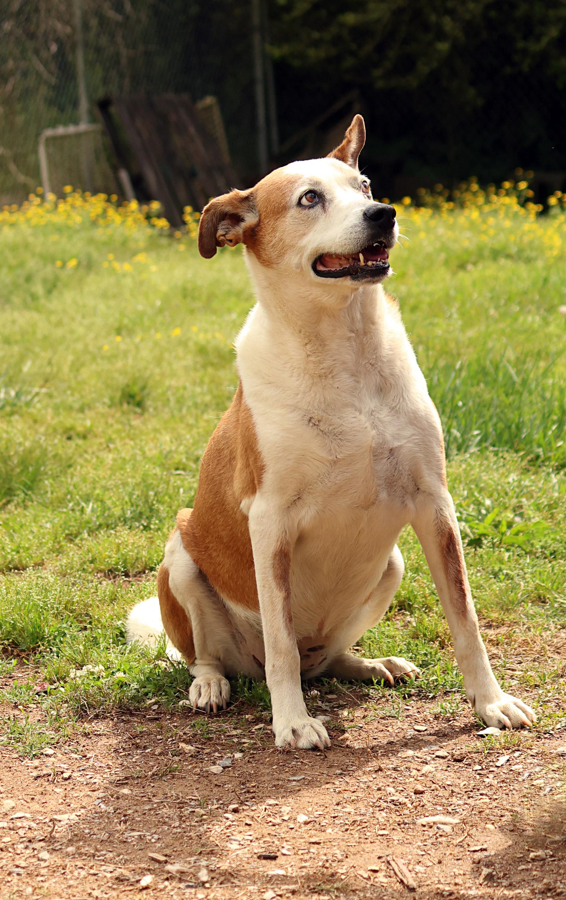 Enlarge Faith, a Adoptable mixed breed in Hot Springs, AR image 3/3
