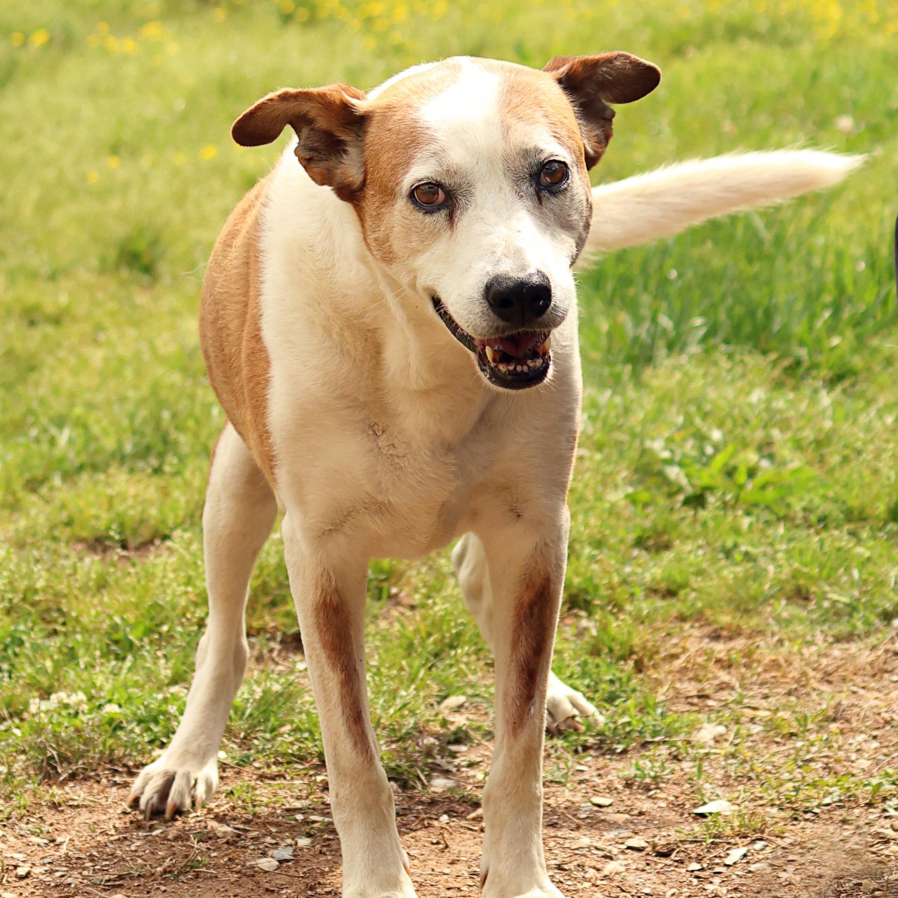 Enlarge Faith, a Adoptable mixed breed in Hot Springs, AR image 2/3