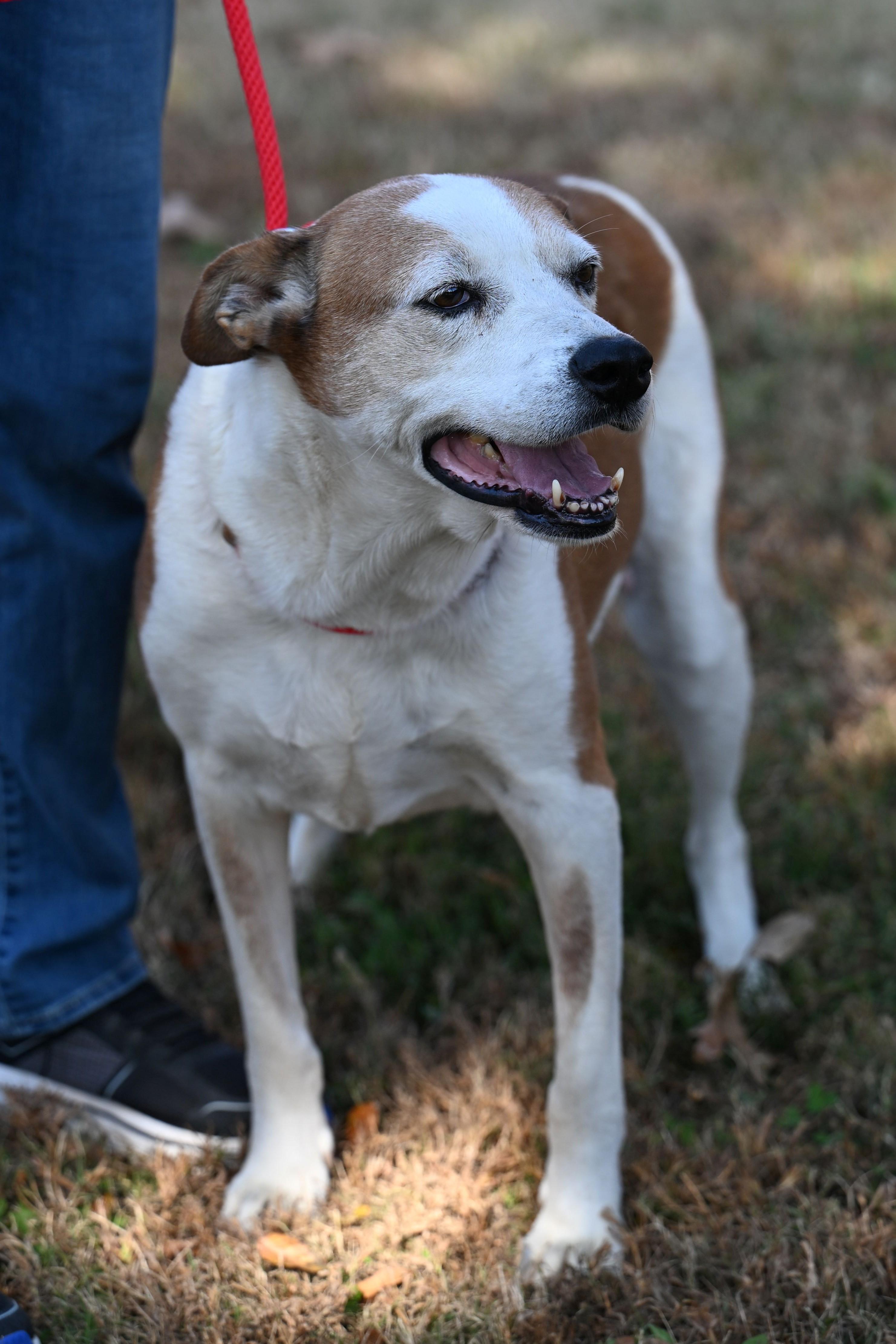 Faith, Adoptable, Adult Female Hound.