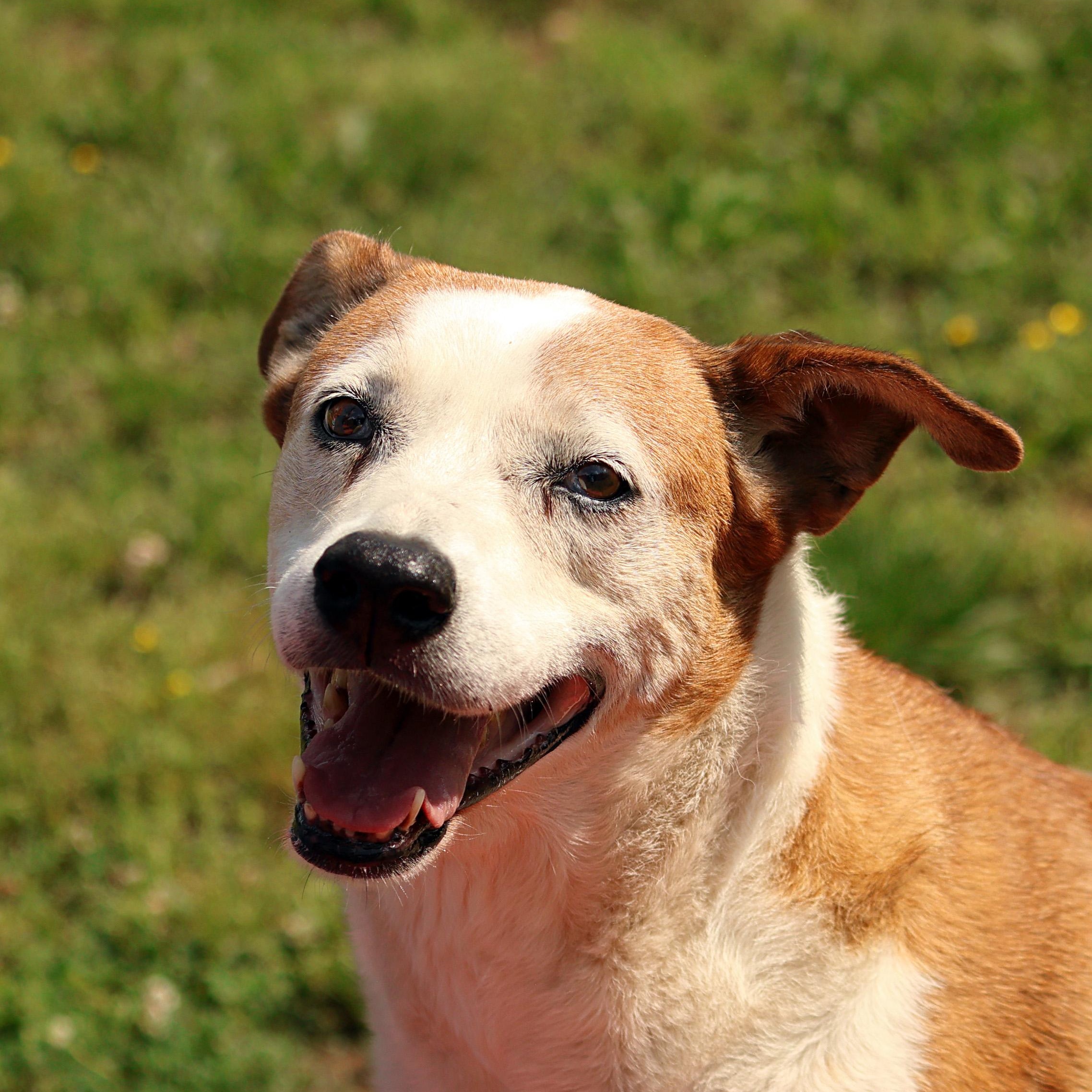 Enlarge Faith, a Adoptable mixed breed in Hot Springs, AR image 1/3