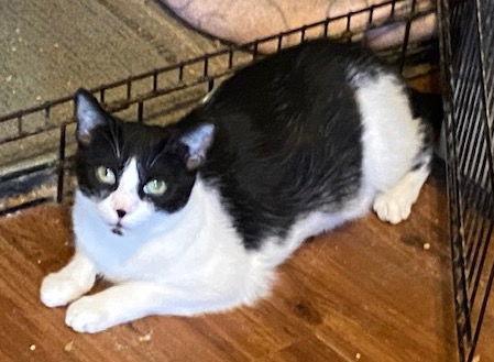 Janny, Adoptable, Adult Female Domestic Short Hair.