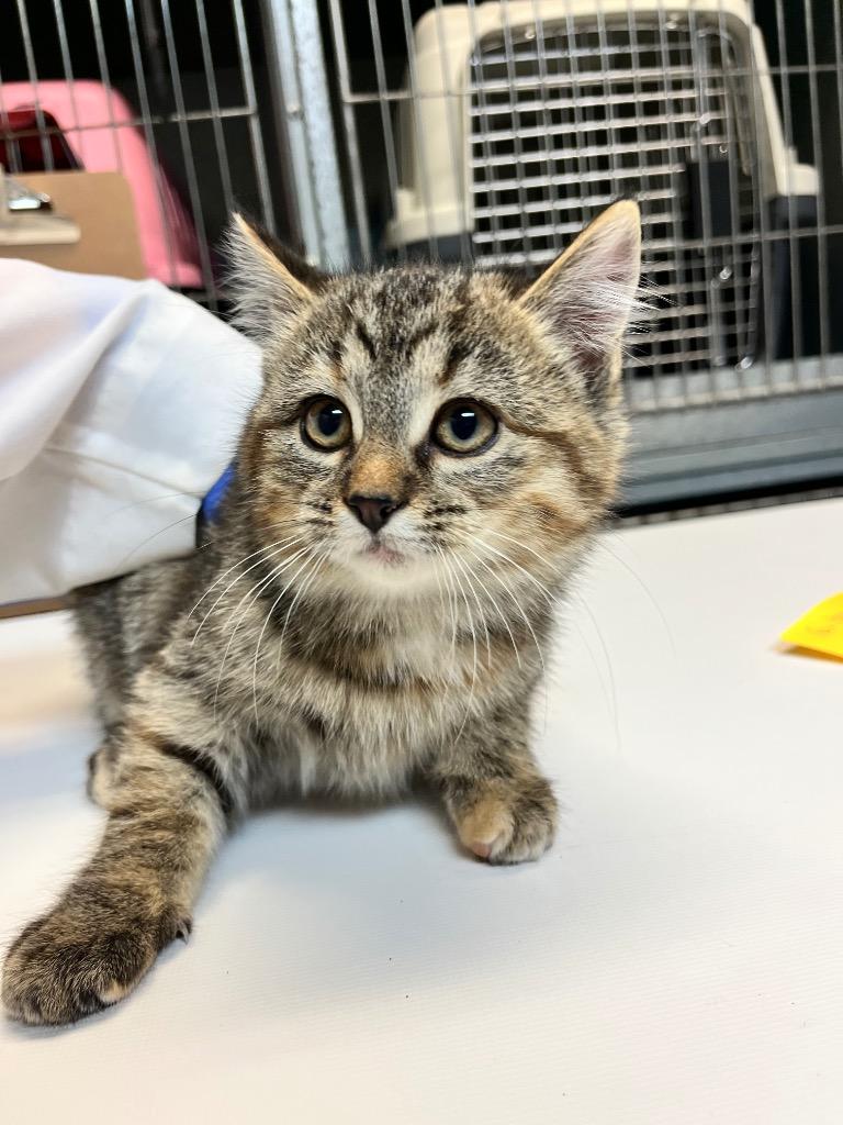 Enlarge Irish Cream Coffee, a Adoptable mixed breed in Winnipeg, MB image 1/1
