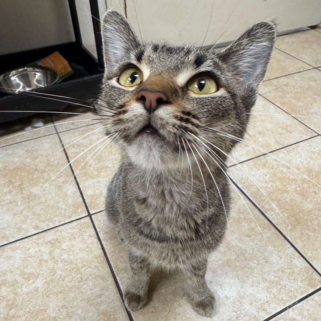 Lady Gaga, Adoptable, Adult Female Domestic Short Hair.